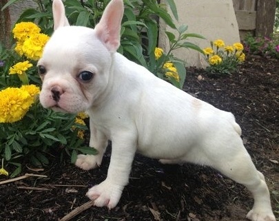 Snow White French Bulldog Puppies For Sale